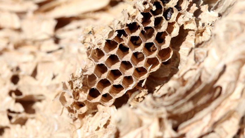 Comment se débarrasser des nids de guêpes ?