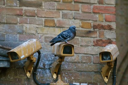 Comment se débarrasser des pigeons chez vous ?