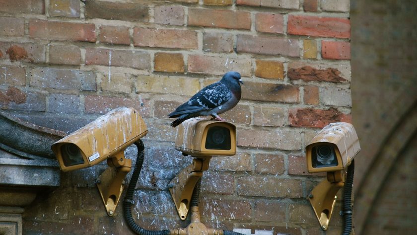 Comment se débarrasser des pigeons chez vous ?