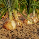 Un potager d'intérieur, est-ce possible ?