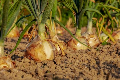 Un potager d'intérieur, est-ce possible ?