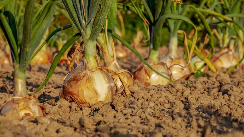 Un potager d'intérieur, est-ce possible ?