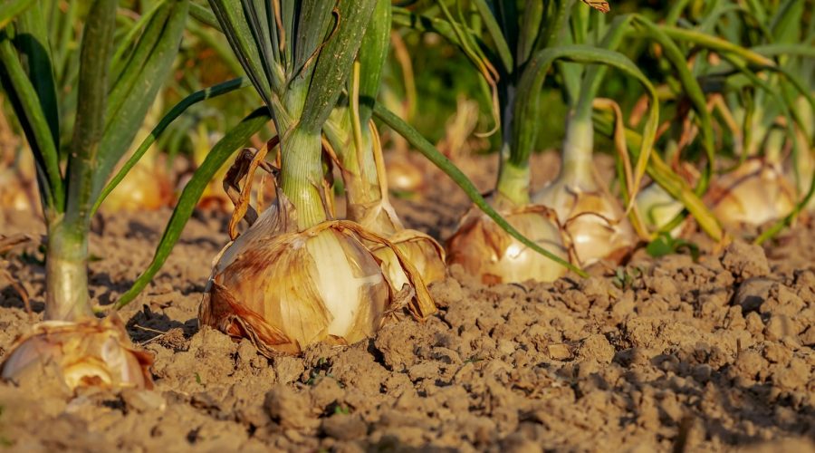 Un potager d'intérieur, est-ce possible ?