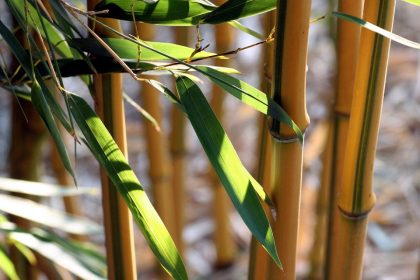Mettez votre terrain en valeur grâce aux bambous Fargesias